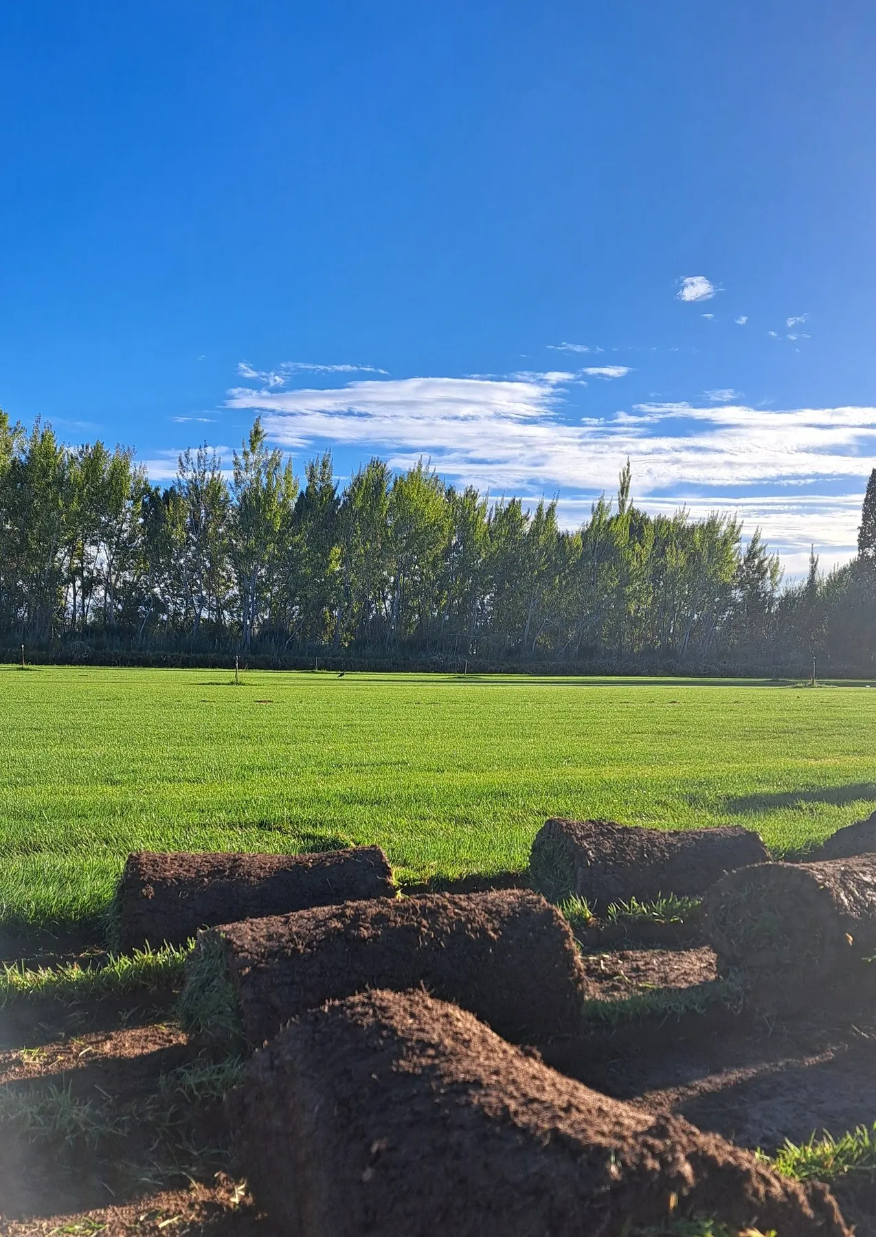 Panes de césped recién cortados en el campo de producción de La Deseada, con álamos de fondo